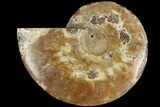 Cut & Polished Ammonite Fossil (Half) - Madagascar #184302-1